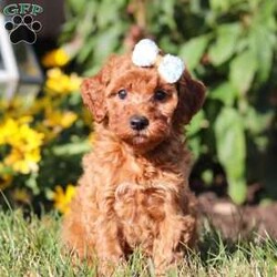 Pearl/Mini Goldendoodle									Puppy/Female	/6 Weeks,Meet Pearl, the cutest Mini Goldendoodle! Her twinkling eyes mirror the mischief she gets into, and her little tail never stops wagging, spreading joy wherever she goes. With her endearing puppy eyes and a penchant for cuddles, she loves playtime and learning new tricks to impress her favorite humans. With this little one around, every day is a new adventure filled with puppy love and endless tail wags!