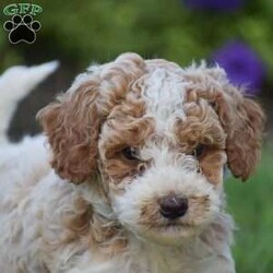 Gracie/Miniature Poodle									Puppy/Female	/July 1st, 2024,Gracie is a Mini Poodle looking for a new forever home! Both puppies parents are here on site to meet along with the puppies. All puppies are registered AKC, Vet checked, de wormed   shots given, come with all there required paperwork and ready to go. Puppies are well socialized with family and young kids and used to the outdoors. Each puppy also comes with a 1 year health guarantee and a bag of puppy food! To schedule an appointment to meet one of these amazing pups please reach out to us today!