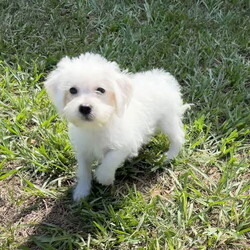 Adopt a dog:Liza/Miniature Schnauzer/Female/Baby,Liza is a darling Schnauzer/Toy Poodle mix. Born June 22, 2024 she has a personality that's as playful and funny as she is curious. She's friendly to everyone she meets, be it humans or other animals, and she loves to make new friends. Even as a baby, she is quite smart. She loves to play and run around, but she also knows when it's time to snuggle up and go to sleep. This sweet girl is looking for her forever family one that she can call her very own. Are you that family? Adoption fee is $850.00. For mor information please call 352-502-2379.

There is a $100.00 refundable sterilization deposit included in the adoption fee. Refunded upon proof of spay or neuter from your veterinarian or you may use one of our Veterinarians at our cost. This MUST be done by six months of age.