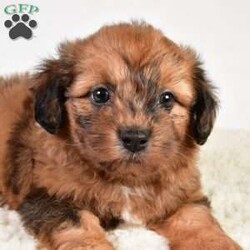 Beau/Shih-Poo									Puppy/Male	/7 Weeks,Meet Beau the Shihpoo Boy! With his stunning Chocolate Merle hair coat, he is super fluffy and loves cuddling! He has a sweet personality that is friendly and loves everyone, making him a great fit to any family!