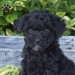 Sassy/Mini Goldendoodle									Puppy/Female	/July 21st, 2024,Meet Sassy, a cute and cuddly Miniature Goldendoodle puppy that is very happy. This well-socialized pooch is ready for her forever home. She is vet checked and up to date on shots & wormer plus the breeder provides a 30 day health guarantee for her. Sassy is being family raised with children and is super playful. To learn more about this fun pup, call the breeder today!