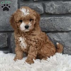 Mason/Cavapoo									Puppy/Male	/8 Weeks,I offer a one year health guarantee. Up to date on shots and dewormings. I’m looking for a loving indoor home. Shipping options are available anywhere in the US. All Sunday calls are returned on Mondays. Thanks Jon