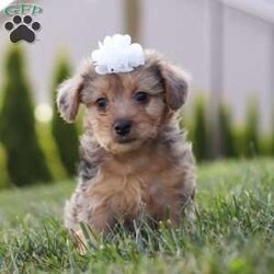 Quinn/Yorkie Poo									Puppy/Female	/7 Weeks,Meet Quinn, our adorable Yorkipoo! With her fluffy, silky coat and bright, sparkling eyes, she is the epitome of cuteness. This little girl is full of energy and loves to play, bringing endless joy and laughter to every day. Quinn is incredibly affectionate, always ready to cuddle up on your lap or give you a sweet nuzzle. Her intelligence and curious nature make her quick to learn and eager to explore. Whether she’s bouncing around with her toys or snuggling close for some quiet time, she is the perfect companion. 