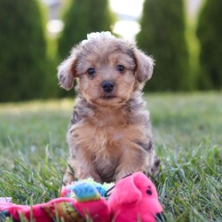 Quinn/Yorkie Poo									Puppy/Female	/7 Weeks,Meet Quinn, our adorable Yorkipoo! With her fluffy, silky coat and bright, sparkling eyes, she is the epitome of cuteness. This little girl is full of energy and loves to play, bringing endless joy and laughter to every day. Quinn is incredibly affectionate, always ready to cuddle up on your lap or give you a sweet nuzzle. Her intelligence and curious nature make her quick to learn and eager to explore. Whether she’s bouncing around with her toys or snuggling close for some quiet time, she is the perfect companion. 