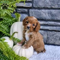 Bella/Cavalier King Charles Spaniel									Puppy/Female	/6 Weeks,Bella is outgoing,playful and have sweet cavapoo temperment. She’s looking for her forever home. 