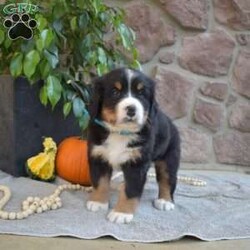 Bandit/Bernese Mountain Dog									Puppy/Male	/6 Weeks,Here comes Bandit! Say hello to this cute & cuddly Bernese Mountain Dog puppy. He is family-raised and socialized, making him an excellent fit for anyone interested in adopting. Also, Bandit will come home vet checked and up to date on shots & wormer, plus the breeder provides a 30-day health guarantee. If you want to arrange a meet & greet with this happy pup who can be registered with the AKC, please call the breeder today!