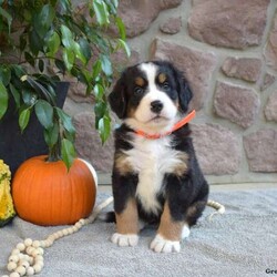 Bailey/Bernese Mountain Dog									Puppy/Female	/6 Weeks,Here comes Bailey! Say hello to this cute & cuddly Bernese Mountain Dog puppy. She is family-raised and socialized, making her an excellent fit for anyone interested in adopting. Also, Bailey will come home vet checked and up to date on shots & wormer, plus the breeder provides a 30-day health guarantee. If you want to arrange a meet & greet with this happy pup who can be registered with the AKC, please call the breeder today!