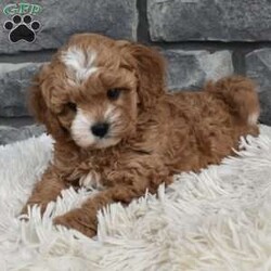 Mason/Cavapoo									Puppy/Male	/8 Weeks,I offer a one year health guarantee. Up to date on shots and dewormings. I’m looking for a loving indoor home. Shipping options are available anywhere in the US. All Sunday calls are returned on Mondays. Thanks Jon