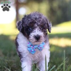 Jasper/Miniature Poodle									Puppy/Male	/7 Weeks,Meet Jasper, an adorable Mini Poodle with a heart full of charm. Bursting with energy, he’s always up for fun and adventure, making every moment exciting. His intelligence and loving personality allow him to connect with those around him, quickly becoming a favorite. Whether he’s chasing after his favorite toy or snuggling up for cozy downtime, his playful yet gentle nature makes him an ideal companion for any loving family!