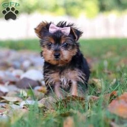June/Yorkie									Puppy/Female	/11 Weeks,Meet June, a tiny AKC Yorkshire Terrier with a big heart and personality! This little girl is extremely playful and affectionate. With her silky coat and those bright, curious eyes, June is always ready to explore the world by your side. She’s sweet, outgoing, and she loves a good cuddle after a day of adventure. She is a true companion who will melt your heart with her loyalty and spunky spirit. Whether she’s chasing after toys or curling up in your lap, she knows how to bring joy to any ordinary day!