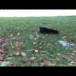 June/Yorkie									Puppy/Female	/11 Weeks,Meet June, a tiny AKC Yorkshire Terrier with a big heart and personality! This little girl is extremely playful and affectionate. With her silky coat and those bright, curious eyes, June is always ready to explore the world by your side. She’s sweet, outgoing, and she loves a good cuddle after a day of adventure. She is a true companion who will melt your heart with her loyalty and spunky spirit. Whether she’s chasing after toys or curling up in your lap, she knows how to bring joy to any ordinary day!