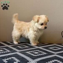 Davy/Pomapoo Puppy/Male /7 Weeks Davy/Pomapoo Puppy/Male /7 Weeks,Davy is a sweet Pomapoo puppy. He is living in our home with children and other family dogs. He is very social and outgoing. Davy is eating dry puppy food and weened from his mother . He has been vet checked , dewormed, and first set of shots! We play with Davy daily multiple times a day. Also, he is going out to grass for potty training . Call to come visit Davy or for any videos!