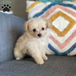 Davy/Pomapoo Puppy/Male /7 Weeks Davy/Pomapoo Puppy/Male /7 Weeks,Davy is a sweet Pomapoo puppy. He is living in our home with children and other family dogs. He is very social and outgoing. Davy is eating dry puppy food and weened from his mother . He has been vet checked , dewormed, and first set of shots! We play with Davy daily multiple times a day. Also, he is going out to grass for potty training . Call to come visit Davy or for any videos!