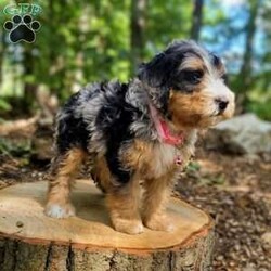 Venus/Mini Bernedoodle									Puppy/Female	/July 27th, 2024,Beartown Doodles is excited to introduce Venus from the Galaxy litter. She is a sweet mini bernedoodle puppy raised with lots of love. Venus would love to have someone to be her furever companion. Mama Molly did an amazing job raising this litter, she is a 30lb mini bernedoodle who is very loving and affectionate. Enzo (Dad) is a beautiful blue merle   mini bernedoodle. Both parents are genetic health tested giving you peace of mind that you will be getting a healthy puppy.