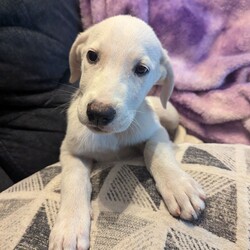 Daisy/Great Pyrenees/Female/Baby Adopt a dog:Daisy/Great Pyrenees/Female/Baby,My name is Daisy and I’m a female 11 week old Great Pyrenees/Lab mix. I am extremely sweet and pretty calm for a puppy! I love people, especially when they give me snuggles. I’m great with kids and other dogs. I’m even good with cats. I’m doing well with potty and crate training too!
Apply to adopt me here: https://form.jotform.com/241117932808154