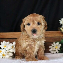 Jasmine/Maltipoo									Puppy/Female	/7 Weeks,Check out Jasmine, a well-socialized Maltipoo puppy! This bubbly girl is vet-checked and up to date on shots & wormer, plus the breeder provides a 6-month genetic health guarantee. Jasmine would make a wonderful companion and she can’t wait to be spoiled rotten! If you want to learn more about this snuggly pup and how to make her yours, please call Countryside Puppies today!