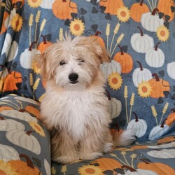 Adopt a dog:Sweet Pea/Miniature Poodle/Female/Baby,Please contact Sheryl with OAKDALE TINY PAWS RESCUE, text+1 (209) 606-3640 or email at tinypawsoakdale@gmail.com, Sweet Pea is being fostered in Oakdale

This sweet, fluffy, little pup will make a family so happy. She gets along great with other dogs, we are unsure of cats, and she loves everyone.  Mom is a Poodle/Terrier mix, and possibly a little Yorkie, but we are unsure of Dad. This adorable little pup was born on May 29, 2024, and currently weighs 7.2 pounds.  No kids under six, older kids must be respectful and know their boundaries with puppies. She will need consistency with potty/ behavior training as she is still learning. Her adoption fee is $450 which includes spay, microchip, dewormer, defleaed and age-appropriate vaccines.  Potential adopters must have an established groomer.  Breed experience is preferred, and a home check may be required. If you are interested in meeting this sweet pup, please text or email Sheryl at the above contact information

PRE-SCREENING, APPLICATION, VET REFERENCES & FENCED YARD REQUIRED. SERIOUS INQUIRIES ONLY! YOU WILL GET THE BEST OUT OF YOUR NEW FURRY FAMILY MEMBER BY GIVING THEM LOVE AND TRAINING