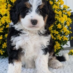 Molly/Mini Bernedoodle									Puppy/Female	/6 Weeks,Hello everyone! Meet our very precious little girl, sweet Molly. She is a beautiful F1 Mini bernadoodle with a beautiful coat of soft wavy hair! Her momma is a beautiful Bernese mountain dog and dad is a Mini poodle. Molly will be between 25 and 35lbs fully grown. She has a super sweet temperament and plays very well with kids! She is sure to make the perfect companion to anyone giving her lots of love!:) she loves to cuddle and give lots of kisses she will be available to her new home on October 1st. She is a very happy and healthy little gal!