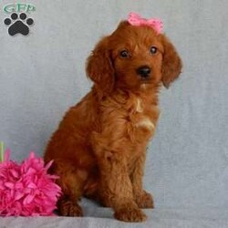 Sunny (medium)/Goldendoodle									Puppy/Female	/7 Weeks,Prepare to fall in love !!! My name is Sunny and I’m the sweetest little F1b medium sized goldendoodle looking for my furever home! One look into my warm, loving eyes and at my silky soft coat and I’ll be sure to have wiggled my way into your heart already! I’m very happy, playful and very kid friendly and I would love to fill your home with all my puppy love!! I am full of personality, and I give amazing puppy kisses! I stand out way above the rest with my beautiful fluffy red coat! I will come to you vet checked, microchipped and up to date on all vaccinations and dewormings . I come with a 1-year guarantee with the option of extending it to a 3-year guarantee and shipping is available and we also include 30 days of pet insurance! My mother is Lulu, our 47# goldendoodle with a heart of gold and my father is Benji, our handsome 30#AKC red moyen poodle! Both of my parents are very sweet and kid friendly which will make me the same and they are available to meet!! I will grow to approx 35-40# and I will be hypoallergenic and nonshedding! Why wait when you know I’m the one for you? Call or text Martha to make me the newest addition to your family and get ready to spend a lifetime of tail wagging fun with me! (7% sales tax on in home pickups)