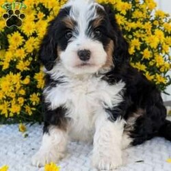 Molly/Mini Bernedoodle									Puppy/Female	/6 Weeks,Hello everyone! Meet our very precious little girl, sweet Molly. She is a beautiful F1 Mini bernadoodle with a beautiful coat of soft wavy hair! Her momma is a beautiful Bernese mountain dog and dad is a Mini poodle. Molly will be between 25 and 35lbs fully grown. She has a super sweet temperament and plays very well with kids! She is sure to make the perfect companion to anyone giving her lots of love!:) she loves to cuddle and give lots of kisses she will be available to her new home on October 1st. She is a very happy and healthy little gal!