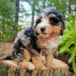 Venus/Mini Bernedoodle									Puppy/Female	/July 27th, 2024,Beartown Doodles is excited to introduce Venus from the Galaxy litter. She is a sweet mini bernedoodle puppy raised with lots of love. Venus would love to have someone to be her furever companion. Mama Molly did an amazing job raising this litter, she is a 30lb mini bernedoodle who is very loving and affectionate. Enzo (Dad) is a beautiful blue merle   mini bernedoodle. Both parents are genetic health tested giving you peace of mind that you will be getting a healthy puppy.