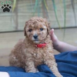 Ralph/Mini Goldendoodle									Puppy/Male	/August 6th, 2024,Oh sweet little Ralph, what a fluffy little cutie pie. He is the runt of the litter and gets extra snuggles. Ralph is so playful and fun! He is raised in our home with our 4 young children. He is given lots of love and socialization everyday. He is an F2b mini goldendoodle and should be about 15-20lbs full grown. The pups are in our home NEVER kept outside or in a barn! 