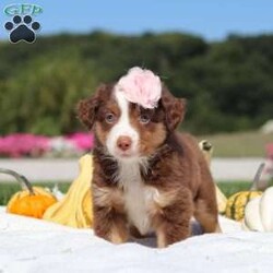 Sally/Miniature Australian Shepherd									Puppy/Female	/7 Weeks,Meet Sally, an adorable and lively AKC Australian Shepherd with a striking coat and bright, intelligent eyes. Her beauty is matched by her confident and cheerful personality, making her truly one-of-a-kind. Her friendly, outgoing nature lights up any room, and her enthusiasm is contagious. She’s growing up surrounded by love and receiving lots of attention, ensuring she’ll adapt smoothly to her new home. Her Mama, Candy is a sweet 18 lb Aussie with a heart of gold, while her dad, Dallas, is a 30 lb adventurous and intelligent Aussie. Sally comes to her new family with a completed vet exam, up-to-date on vaccines and deworming, microchipped, and backed by a one-year genetic health guarantee. AKC registration paperwork is also included. For more information or to schedule a visit, please call us anytime Monday through Saturday. -Wes & Karen Miller