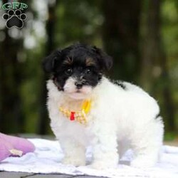 Jack/Maltipoo									Puppy/Male	/8 Weeks,Say hello to Jack, one of the cutest F1 Maltipoo babies you will ever meet! He is a true sweetheart with a heart of gold. He loves snuggling and being held! He also enjoys stuffed animals and playing with his many toys. He has been loved and doted on since birth and we’ve kept him current on vaccines and deworming. He’s also had his first vet visit and is microchipped. He comes with our one year genetic health guarantee. 