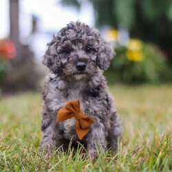 Caspian/Mini Goldendoodle									Puppy/Male	/7 Weeks,Meet Caspian, a delightful Mini Goldendoodle brimming with joy and affection! With his lively energy and curiosity, he is always ready for a new adventure, ensuring every day is filled with fun. His smart, gentle demeanor allows him to bond easily with those around him, making him the perfect companion. Whether he’s chasing a ball or cuddling up for quiet moments, his playful yet affectionate nature makes him an ideal fit for a loving home.