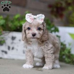 Stella/Cockapoo									Puppy/Female	/6 Weeks,Meet Stella, the most precious Cockapoo. She has a soft, wavy coat that’s perfect for cuddling. With her soft fur and those sweet, expressive eyes, She’ll be sure to turn heads and steal hearts wherever she goes. Cockapoos are known for their lively personalities, and she is no exception! She loves to play and is always up for a game of fetch, a fun walk in the park, or just exploring the world around her. Her energy and enthusiasm is contagious, making her a joy to have around. Thanks to her Poodle heritage, she is highly intelligent and quick to learn new tricks and commands. 