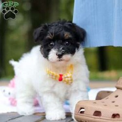 Jack/Maltipoo									Puppy/Male	/8 Weeks,Say hello to Jack, one of the cutest F1 Maltipoo babies you will ever meet! He is a true sweetheart with a heart of gold. He loves snuggling and being held! He also enjoys stuffed animals and playing with his many toys. He has been loved and doted on since birth and we’ve kept him current on vaccines and deworming. He’s also had his first vet visit and is microchipped. He comes with our one year genetic health guarantee. 