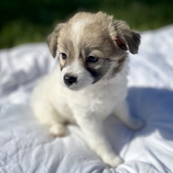 Floof/Toy Fox Terrier/Female/Baby