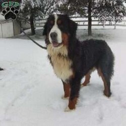 CARMA/Bernese Mountain Dog									Puppy/Female	/6 Weeks,LOOK AT ME! A happy healthy friendly fluffy playful puppy. Raised in the rolling hills of holmes County. Where we play outside everyday. Come meet me or I can be transported to your front door for a small additional fee.text or call for more info. 