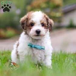 Biscuit/Maltipoo									Puppy/Male	/8 Weeks,Say hello to Biscuit, the lovable Maltipoo who’s ready to melt your heart! His mom, Macie, is an 11 lb Maltipoo with a sweet and gentle personality. She enjoys quiet moments with her family and has a nurturing side that shines through in everything she does. Dad, Danny, is a lively 19 lb Poodle who loves to play and show off his energetic, fun-loving spirit. Together, they’ve passed on the perfect mix of playfulness and affection to this little guy.