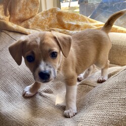 Adopt a dog:Potatoe/Toy Fox Terrier/Male/Baby,This is one of Harlo's puppies.  Potatoe is the only boy in the bunch, loves his mama and to cuddle and snuggle your neck, loves his toys and to play, seems to be vocal but not overly so, gets along with my small dog VERY well. Should definitely have company of some sort, needs attention.

Energy level: medium
They  have had their first shots and de wormed Because they are just pups, our vet recommends waiting for spay/neuter because it’s the healthier choice.  California law allows them to be adopted out before alteration if it’s under vet recommendation and a deposit that is refunded after proof of alteration is required.   The adoption fee is  $100 and the deposit is an additional $100.