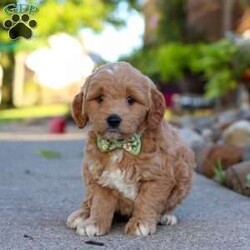 Casper/Mini Goldendoodle									Puppy/Male	/7 Weeks,Meet Casper, a bundle of energy and pure joy! This little boy is a Mini Goldendoodle with a loving heart and a personality that loves attention. His wavy, eye-catching coat and big brown eyes make him a standout. Goldendoodles are known for their intelligence and affectionate nature, always ready for playtime, snuggles, or a fun outing with their loved ones. Their adaptable temperament ensures they’ll fit right into any new home, making them ideal companions for families.