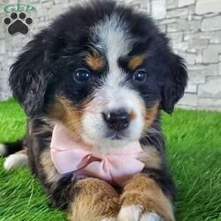 GIGI/Bernese Mountain Dog									Puppy/Female	/6 Weeks,LOOK AT ME.A happy healthy fluffy friendly playfully  little puppy. Born in the rolling hills of  holmes  country where we  play outside everyday. Come meet me or I can be transported to your front door for a small additional fee.text or call for more info. 