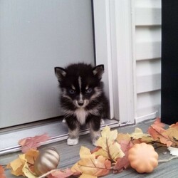 Cathy/Pomsky									Puppy/Female	/9 Weeks,To contact the breeder about this puppy, click on the “View Breeder Info” tab above.