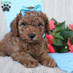 Braden/Mini Goldendoodle									Puppy/Male	/6 Weeks,Looking for a lovable Mini Goldendoodle baby with a gentle heart and playful spirit? You need to meed Braden! This little cutie is up to date on shorts and dewormer and vet checked! The mother Betty is a Mini Goldendoodle and the father Reno is a Mini Poodle. If you are searching for a well socialized puppy to snuggle and love contact us today!