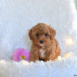 Katrina/Miniature Poodle									Puppy/Female	/August 31st, 2024,This darling Miniature Poodle puppy has a playful personality and can be registered with the ACA! Katrina is being socialized and raised in a family with children so that she can be a happy addition to her forever family. Vet checked and up to date on shots and de-wormer, this cutie comes home with a health guarantee provided by the breeder. Discover more and schedule a visit to meet Katrina by calling Katie Esh today!