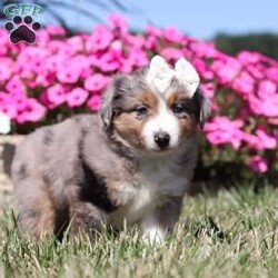 Sugar/Miniature Australian Shepherd									Puppy/Female	/11 Weeks,Meet Sugar, an adorable and lively AKC Australian Shepherd with a striking blue merle coat and bright, intelligent eyes. Her beauty is matched by her confident and cheerful personality, making her truly one-of-a-kind. Her friendly, outgoing nature lights up any room, and her enthusiasm is contagious. She’s growing up surrounded by love and receiving lots of attention, ensuring she’ll adapt smoothly to her new home. Her Mama, Candy is a sweet 18 lb Aussie with a heart of gold, while her dad, Dallas, is a 30 lb adventurous and intelligent Aussie. Sugar comes to her new family with a completed vet exam, up-to-date on vaccines and deworming, microchipped, and backed by a one-year genetic health guarantee. AKC registration paperwork is also included. For more information or to schedule a visit, call us anytime Monday through Saturday. -Wes & Karen Miller 