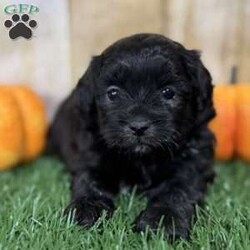 Autumn/Shih-Poo									Puppy/Female	/6 Weeks,Hey there, My name is Autumn! I am a very beautiful female Shihpoo puppy! I was born on September 6th, 2024. I am such a sweet and loveable little girl! I am looking for my new family, could that be with you? If you choose me I will come home to you vet checked with my vaccinations and deworming up to date, and I will also be microchipped. If you think that I would make the perfect little addition to your family, then please call or text to find out more information about me! I’m located in Canton, Ohio!