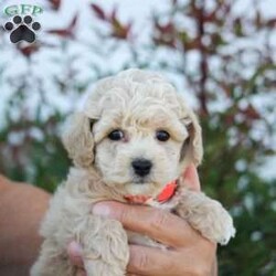 Tulip/Bich-Poo									Puppy/Female	/6 Weeks,Tulip is sweet cute and cuddly raised with lots of TLC and very well socialized.She would make outstanding family pet and loveable little companion.She will go home with a bag of food and a toy! We also do shipping