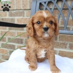 Ranger/Cavalier King Charles Spaniel									Puppy/Male	/9 Weeks,Are you ready to fall in love? This little guy is just the one if you are looking for lots of playful games and fun! He loves to play with the children in his home. Call today to adopt him!