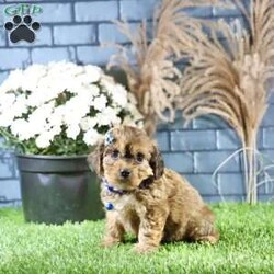 Rhett/Cavachon									Puppy/Male	/9 Weeks,Meet Rhett, a gorgeous fluffy Cavachon male puppy. This endearing bundle of joy boasts a charming personality that perfectly complements his stunning appearance. With soft, luxurious fur and a playful demeanor, Rhett is the ideal companion for families and individuals alike.