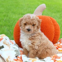 Apples/Miniature Poodle									Puppy/Male	/August 18th, 2024,Meet Apples, a playful Miniature Poodle puppy! This sweet boy is family-raised with children and well-socialized, making him the perfect fit for anyone interested in adopting. Also, Apples is vet checked and up to date on shots & wormer, plus the breeder provides a 30-day health guarantee. If you want to learn more about this affectionate pup and how to make him yours, please call the breeder today!