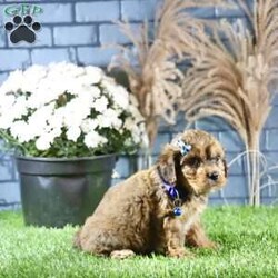 Rhett/Cavachon									Puppy/Male	/9 Weeks,Meet Rhett, a gorgeous fluffy Cavachon male puppy. This endearing bundle of joy boasts a charming personality that perfectly complements his stunning appearance. With soft, luxurious fur and a playful demeanor, Rhett is the ideal companion for families and individuals alike.