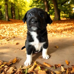 Adopt a dog:Pong/Mixed Breed/Male/Baby,THE FOLLOWING PET IS BEING FOSTERED NEAR FORT COLLINS, CO!

Meet Pong, one of the 9 playful Platoon Litter puppies at our rescue! Born on September 10th, Pong and his siblings were rescued from a homeless camp where they were being given away as tiny bottle babies. Now thriving in his foster home in Fort Collins, CO, Pong is ready to find his forever family.

Pong is a bundle of playful energy, always on the move and eager to explore the world around him. Whether he’s chasing after his favorite toys, running around with his siblings, or discovering new adventures, Pong’s curious and lively personality shines through. He loves toys and can spend hours playing and having fun, making him the perfect match for an active family who’s ready to join in on the excitement.

Pong is looking for a home that can keep up with his playful spirit, give him plenty of attention, and guide him as he grows. If you’re looking for an adventurous, toy-loving pup to bring joy and fun to your life, Pong might just be the perfect fit! Are you ready to welcome him into your family?

OUR DOGS ARE FOSTERED IN TEXAS OR COLORADO BUT AVAILABLE FOR ADOPTION AND TRANSPORT OUT OF STATE. Read below for more information.

All of our dogs are located in a foster home in Texas or Colorado. Our dogs are transported to a predetermined location agreed upon by the rescue. The adoption contract and fee are finalized prior to transport. As a Mutts N Such direct adoption, the adoption interview/meet and greet occurs on video call (Skype, FB Messenger call, Facetime, etc).

Our out of state adoption fee is $350 plus transport (varies by location). This fee includes all current vaccinations, deworming, a registered microchip, fecal analysis, spay/neuter for pets 6 months & older, and a heartworm test if over 6 months old. All dogs will be current on flea/heartworm prevention. A health exam will be completed and a certificate issued by a veterinarian within 10 days. If you are interested in adopting, please complete our application:

https://petstablished.com/adoption_form/57167/generic

Note: MNS reserves the right to deny any application that is deemed unsuitable for the animal. Please be aware that our animal adoptions are NOT on a first come- first serve basis. Our sole purpose is to find the best possible home for the animals that fall under our care.