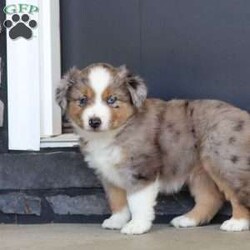 Sugar/Miniature Australian Shepherd									Puppy/Female	/11 Weeks,Meet Sugar, an adorable and lively AKC Australian Shepherd with a striking blue merle coat and bright, intelligent eyes. Her beauty is matched by her confident and cheerful personality, making her truly one-of-a-kind. Her friendly, outgoing nature lights up any room, and her enthusiasm is contagious. She’s growing up surrounded by love and receiving lots of attention, ensuring she’ll adapt smoothly to her new home. Her Mama, Candy is a sweet 18 lb Aussie with a heart of gold, while her dad, Dallas, is a 30 lb adventurous and intelligent Aussie. Sugar comes to her new family with a completed vet exam, up-to-date on vaccines and deworming, microchipped, and backed by a one-year genetic health guarantee. AKC registration paperwork is also included. For more information or to schedule a visit, call us anytime Monday through Saturday. -Wes & Karen Miller 