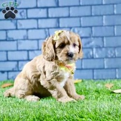 Sophie/Cavapoo									Puppy/Female	/7 Weeks,Sophie is a stunning female Cavapoo that perfectly captures the essence of friendliness and charm. With her beautiful red coat, she stands out in any crowd.